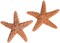 Starfish 2 Real Large Brown Sugar Starfish 6" for Crafts and Decor